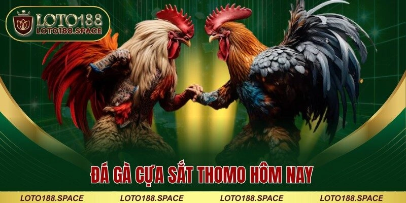 Đá gà cựa sắt Thomo hôm nay